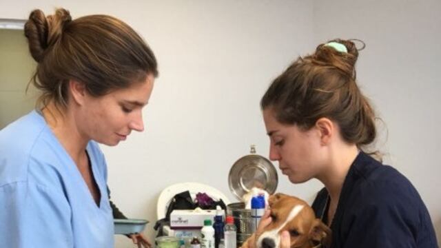 Se vacunará gratuitamente contra la rabia a los perros y gatos mayores de 3 meses.