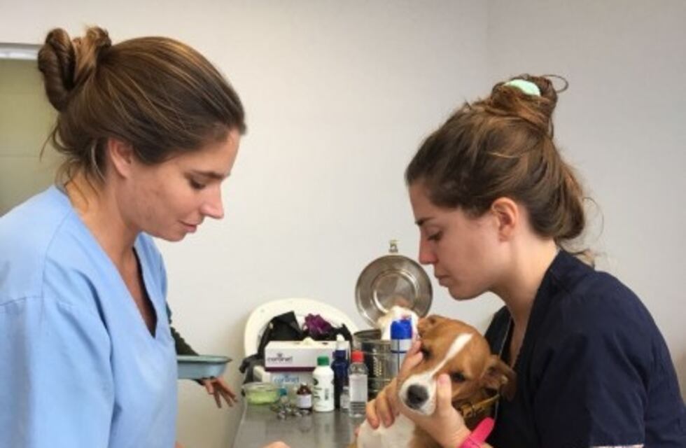 Continúa la campaña gratuita de vacunación antirrábica y castración