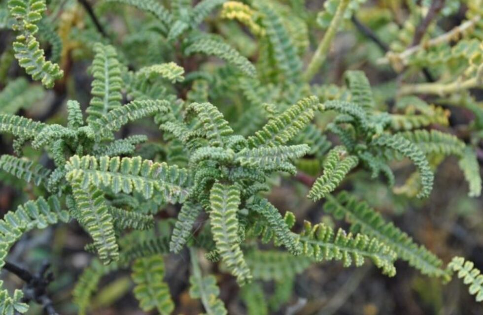 Planta patagonica en el CAA