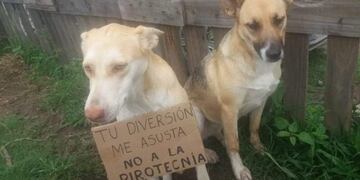 Los vecinos de Blue no hicieron caso a su mensaje y los estruendos acabaron con su vida\u002E