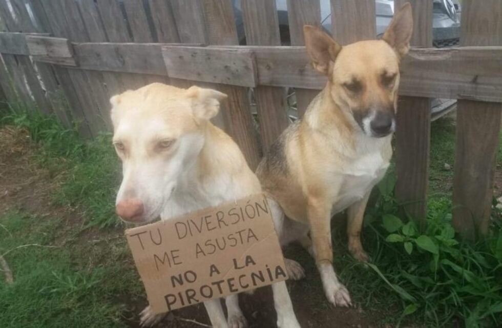 Se multiplican historias de mascotas que murieron afectadas por la pirotecnia