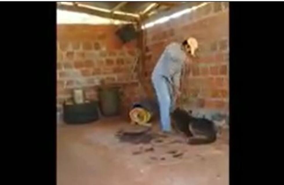 Maltrato animal en Santo Pipó: fue filmado y denunciado por su hijo y se encuentra detenido