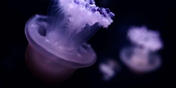 Miles de medusas rosadas invaden una playa desierta por el Coronavirus