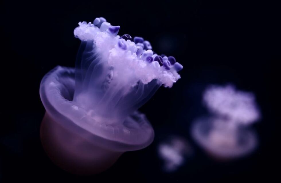 Miles de medusas rosadas invaden una playa desierta por el Coronavirus