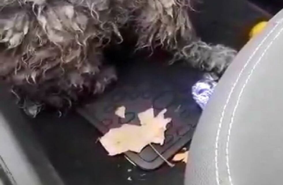 Rescataron a otro perrito abandonado en plena autopista