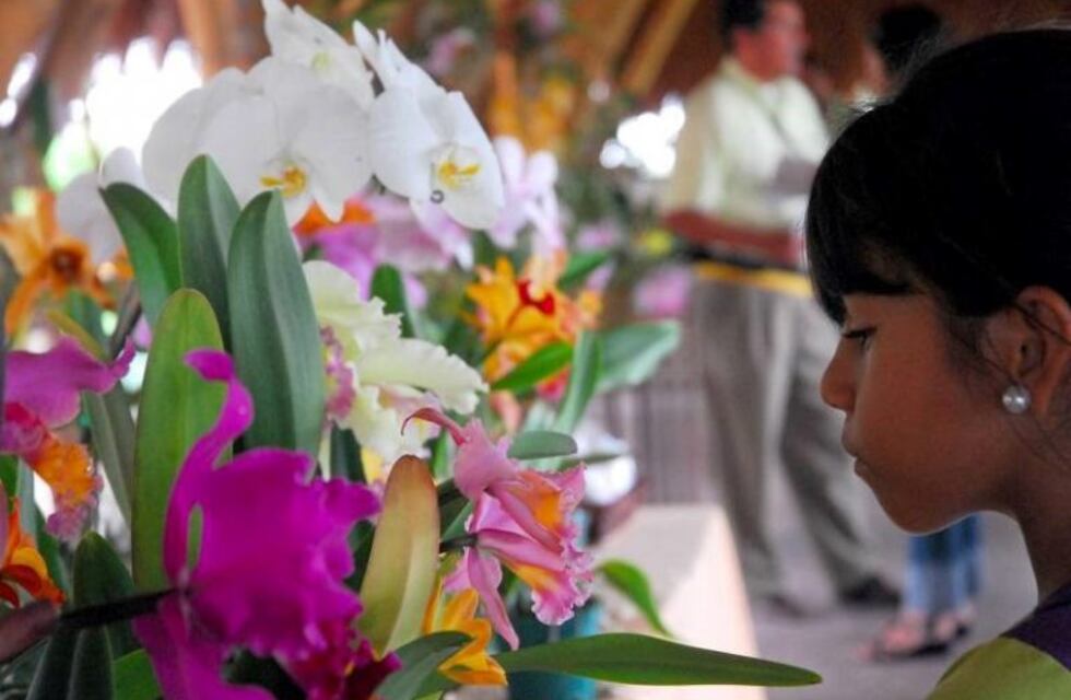 Si te gustan las orquídeas preparate para la 13° exposición en Rosario