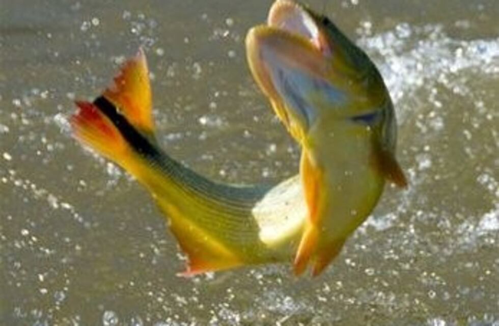 Hasta fin de año no se podrá pescar dorado en ríos de Santiago del Estero