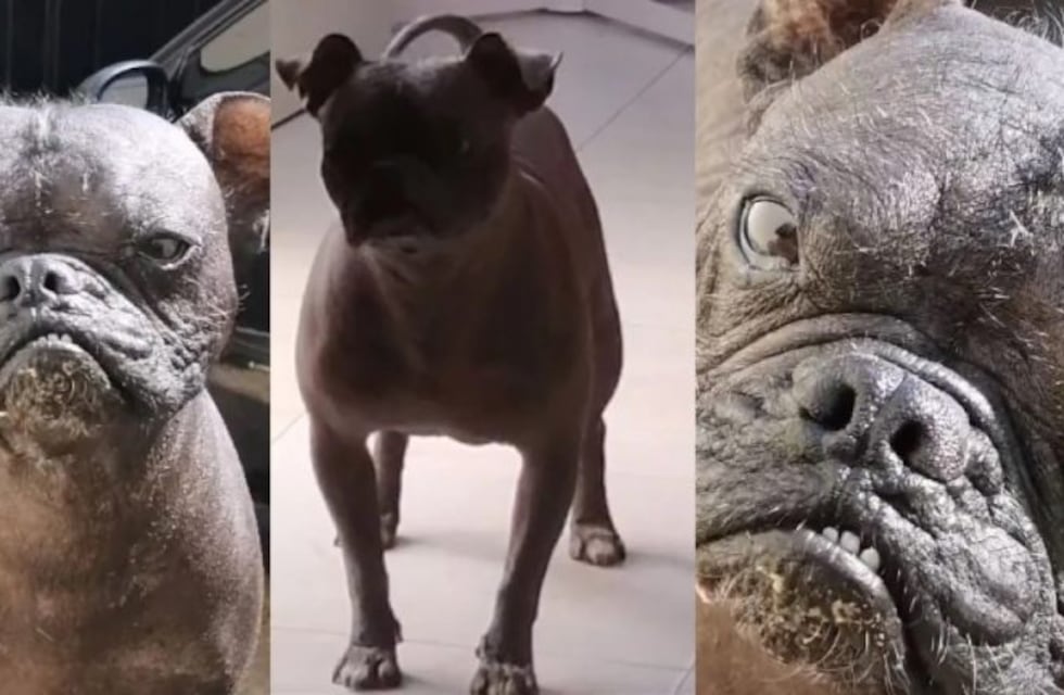 Quién es "Pugitzcuintle", el perrito que está causando furor en TikTok