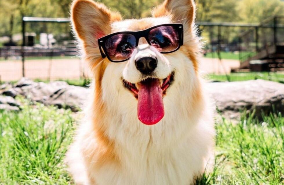 Maxine, el perro Corgi que viaja en tren que es una estrella de las redes sociales y se volvió viral