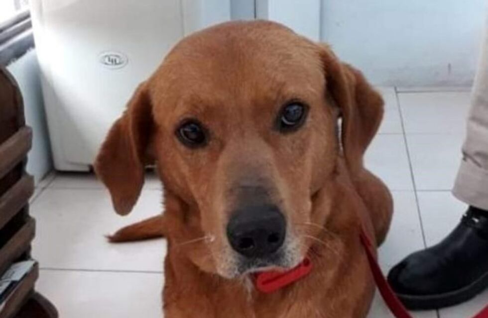 Juan, el perro que adoptaron y devolvieron a la semana por robar comida de la mesa