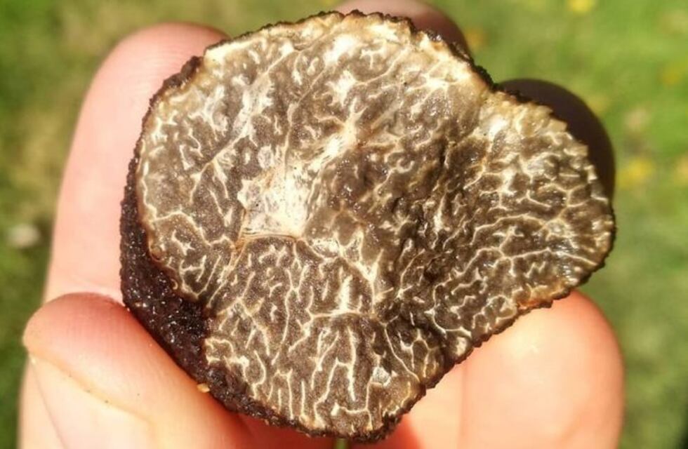 En Río Negro cosecharon las primeras trufas negras de la Patagonia