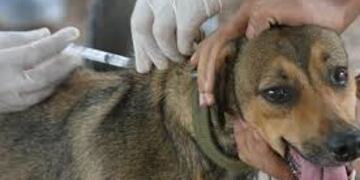 En perros y gatos se expande la Lehismaniasis, endémica en Misiones\u002E (CIMECO)
