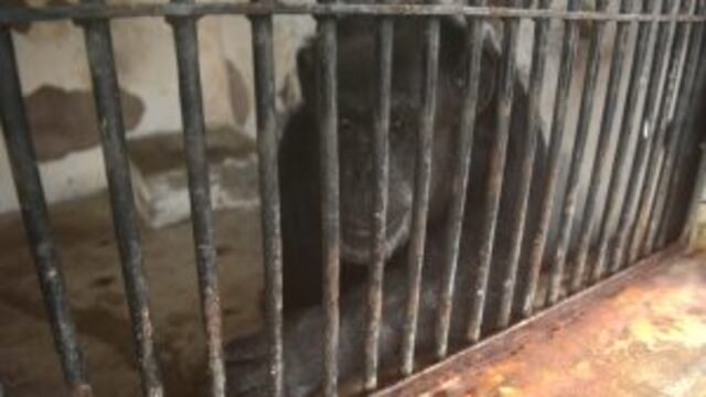 La chimpancu00e9 Cecilia en el Zoo de Mendoza.