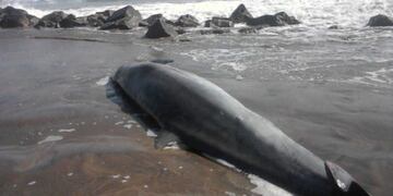 Delfín hallado muerto en Mar del Plata (Foto: El Marplatense)