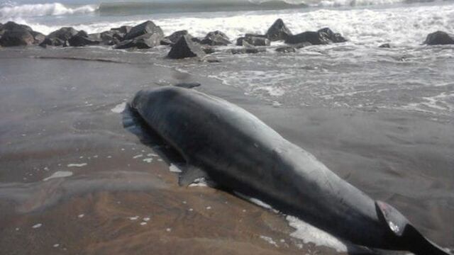 Delfín hallado muerto en Mar del Plata (Foto: El Marplatense)
