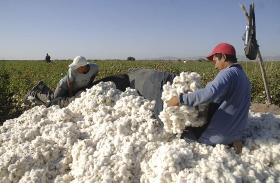 La AFIP decomisó 370.000 kilos de algodón en Santiago del Estero por irregularidades