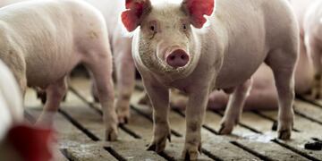 Una nueva gripe porcina que se transmite a los humanos genera preocupación en Brasil (Foto: Daniel Acker/Bloomberg)