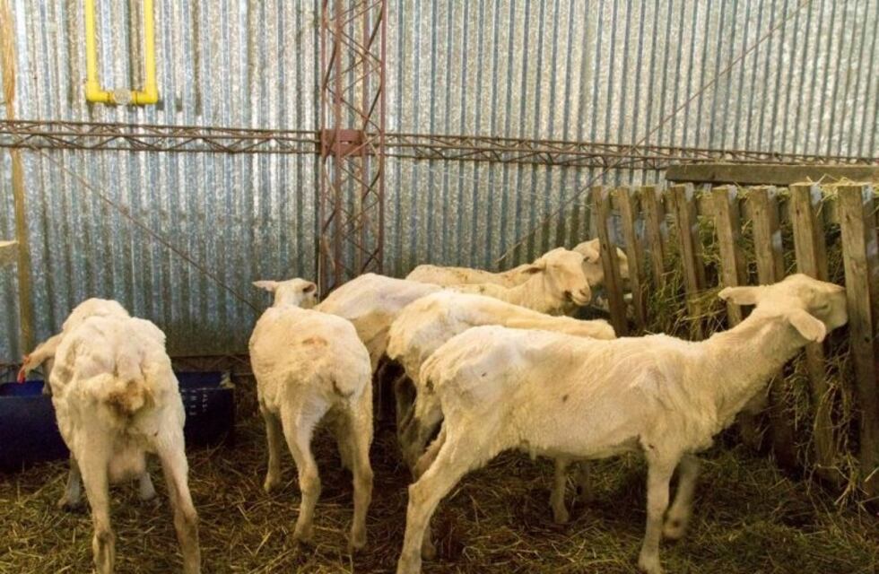 "En la Provincia, fuimos muy azotados por las políticas del Gobierno nacional y el campo no está ajeno" expresó Freites