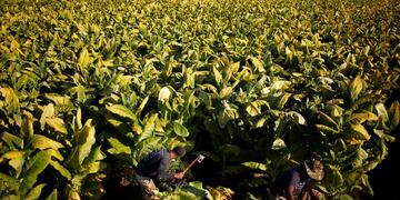 Senasa actualizó los requisitos para exportar tabaco a China\u002E