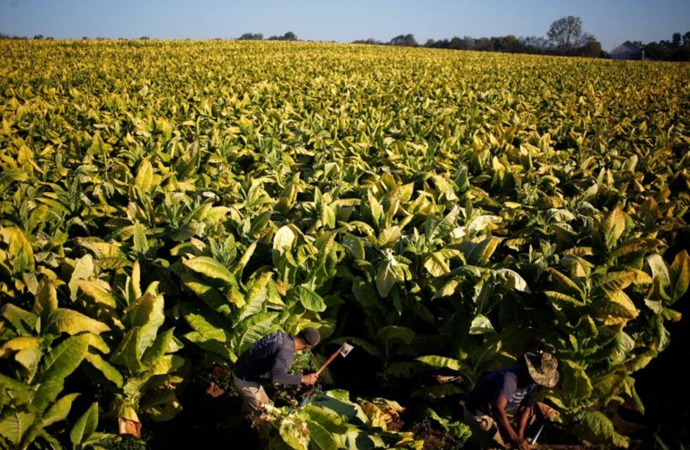 Senasa actualizó los requisitos para exportar tabaco a China