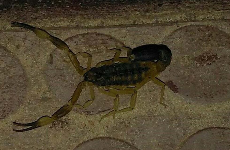 Conmoción en la guardia pediátrica del Hospital San Felipe por un alacrán