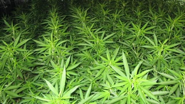 Cannabis en La Plata