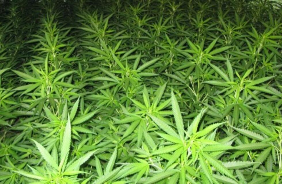 Inauguran una sala de cultivo de cannabis en La Plata