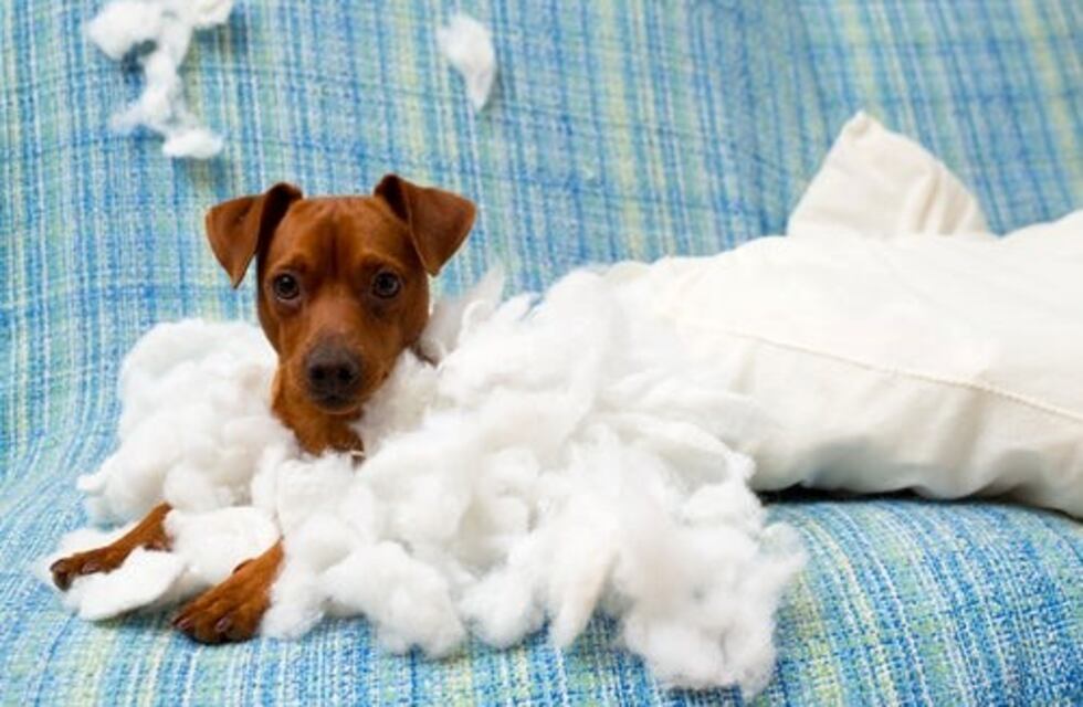 Conoce las razas de perros más inquietas