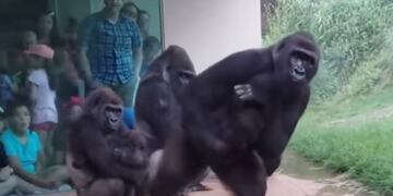 El video viral de unos gorilas escapando de la lluvia\u002E