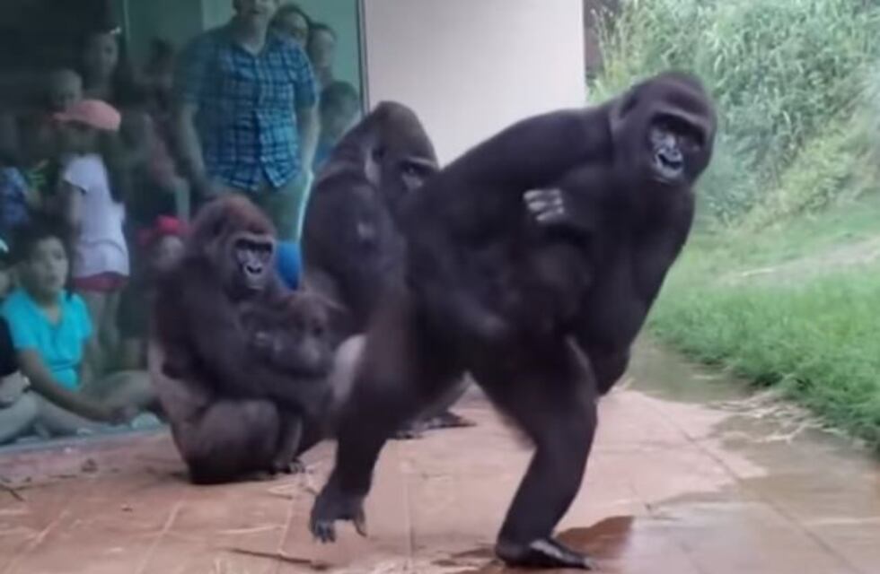 El video viral de unos gorilas escapando de la lluvia