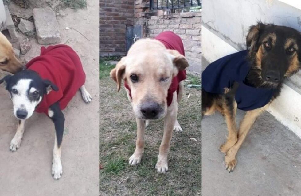"Abriga un callejero": juntan telas para hacer chalecos para perros