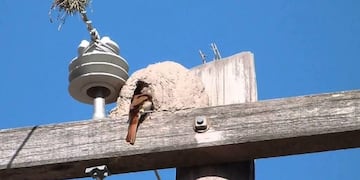Por un culpa de un hornero masivo corte de luz San Lorenzo y Puerto San Martín