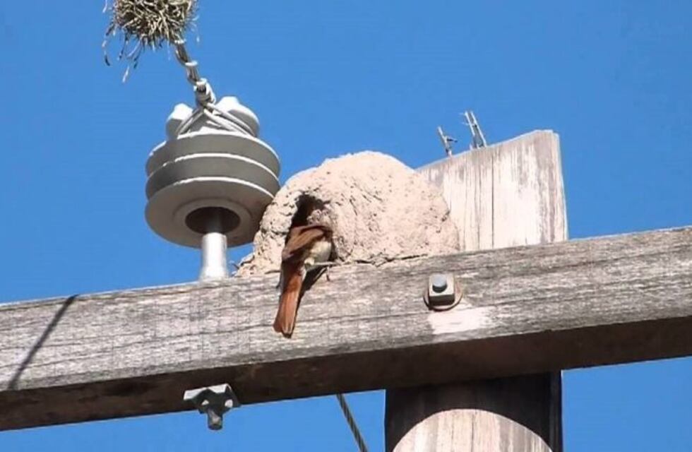 Por culpa de un hornero masivo corte de luz en el Cordón Industrial