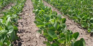 El INTA alertó sobre un incremento de enfermedades foliares en la soja en Entre Ríos