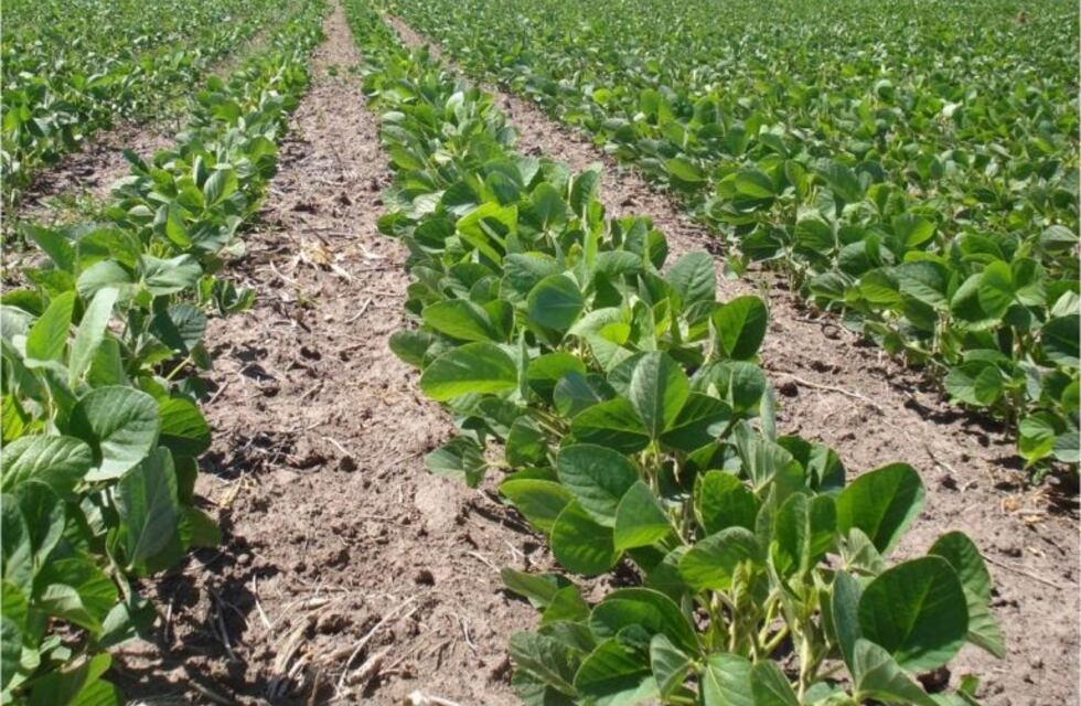 Cayó un 9% la superficie sembrada con soja en Entre Ríos