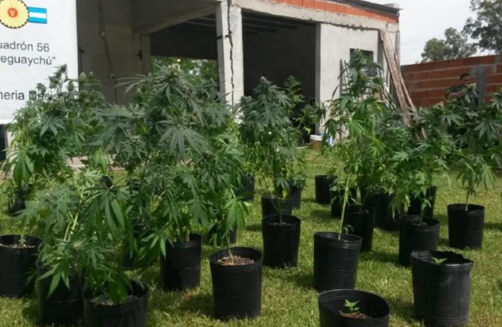 Gerdarmería Nacional incautó importante cantidad de plantas de marihuana