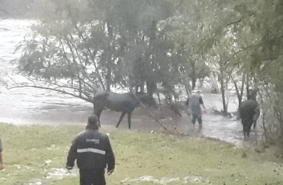 Villa Carlos Paz: dramático rescate de cuatro caballos en medio de la creciente del río