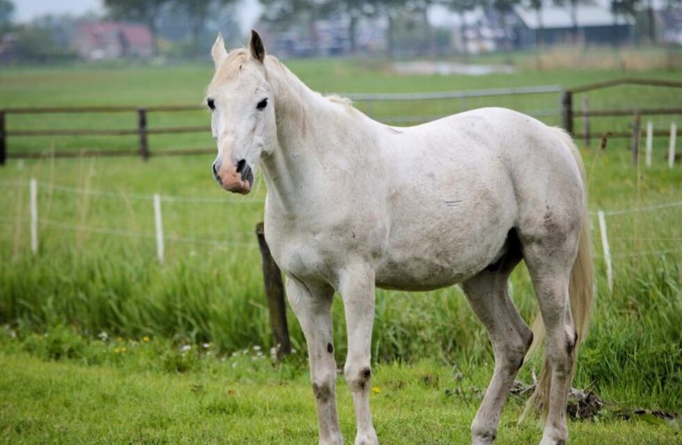 Dos hombres a caballo le robaron el celular a una vecina de Bernal