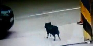 Habló el conductor que atropelló a un perro