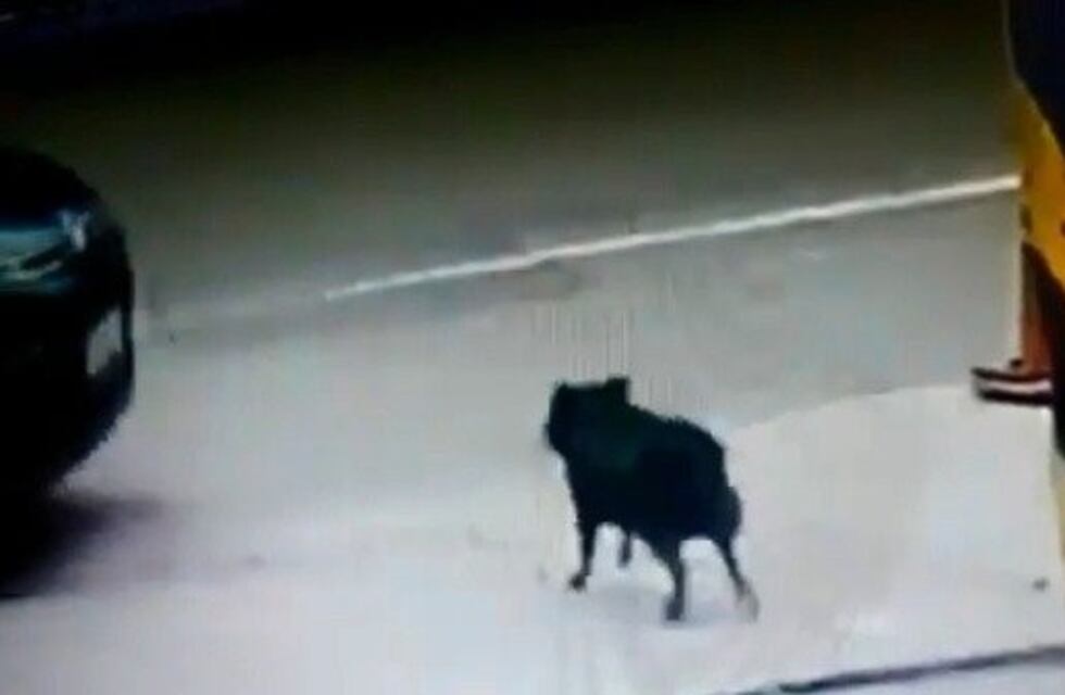 Indignación en Bahía por un conductor que atropelló un perro y luego se fue
