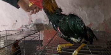 Dos hombres fueron detenidos por organizar riñas de gallos en Cerrillos
