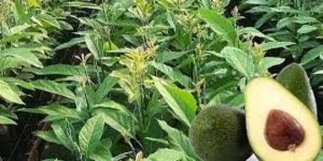 Cultivo de palta en Misiones apoyado por fondos de un convenio con el FET\u002E