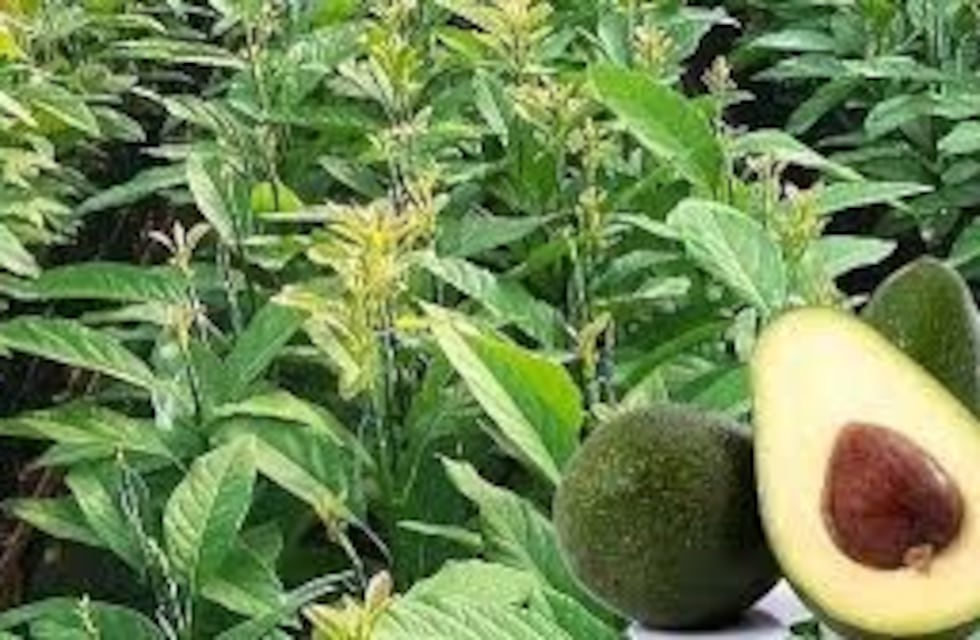 Apoyo a la producción de paltas para diversificar la producción  en la zona tabacalera de Misiones