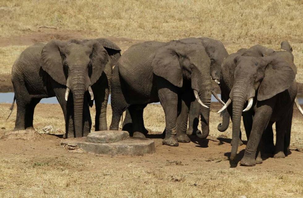 Namibia puso en venta 170 elefantes por la sequía y para impedir su sacrificio