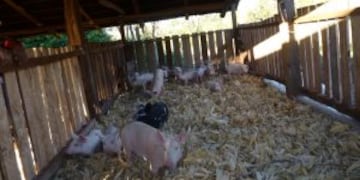 El sospechoso habu00eda dejado las joyas dentro de un corral para cerdos.