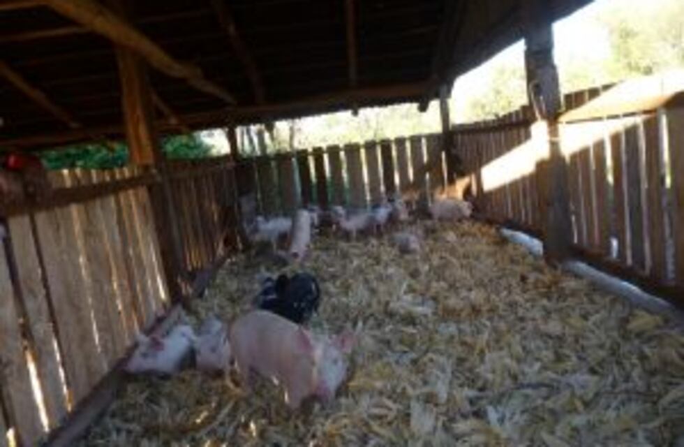 Detuvieron a un ladrón y descubrieron que había escondido el botín en un chiquero
