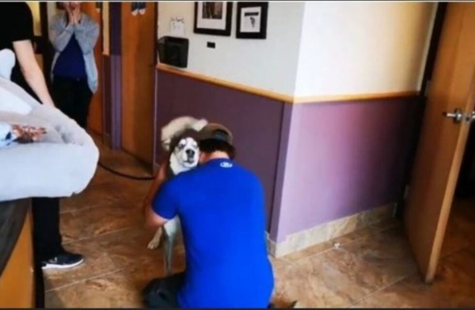El emocionante reencuentro de un perro con su dueño tras cuatro años