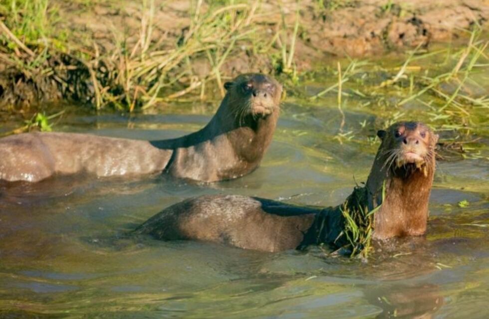 El Parque Nacional Iberá se habilitó para turismo interno