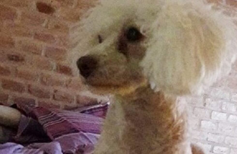 Les robaron a su mascota y la buscan desesperadamente