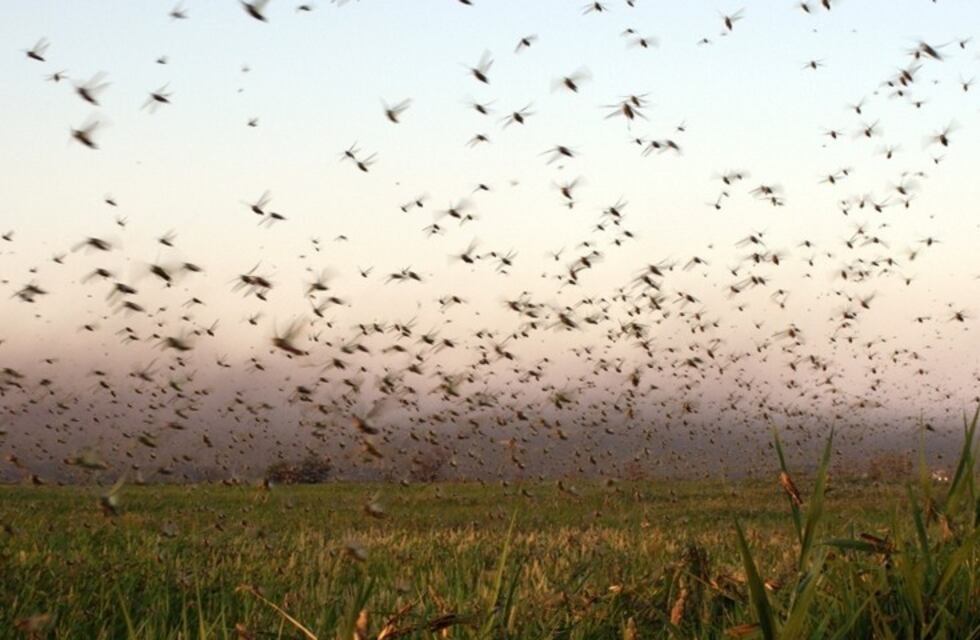 Las langostas siguen azotando el norte de la provincia